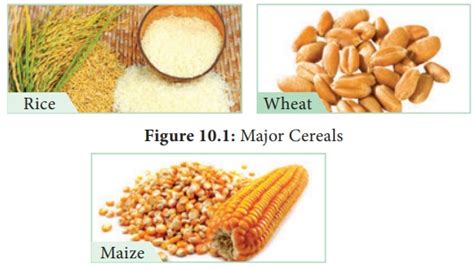 Cereals Uses Origin And Area Of Cultivation Food Plants