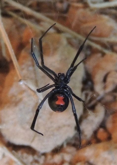 Southern Black Widow View Of The Hourglass On The Undersid Royal