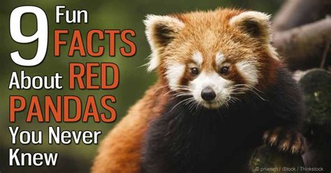 17 Best Images About Fun Facts About Red Pandas On