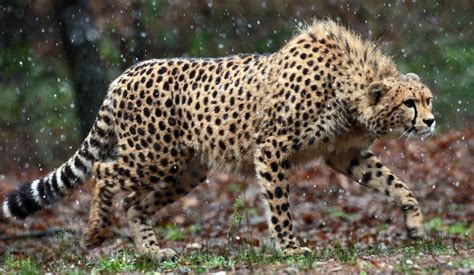 Animal Cheetah 4k Ultra Hd Wallpaper