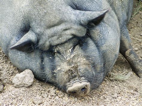 Pig Fat Domestic Free Photo On Pixabay