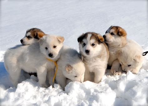 65 Very Cute Siberian Husky Puppy Pictures And Images
