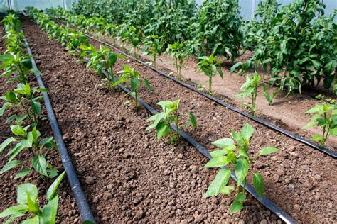 Organic Tomato And Pepper Plants In A Greenhouse And Drip Irrigation