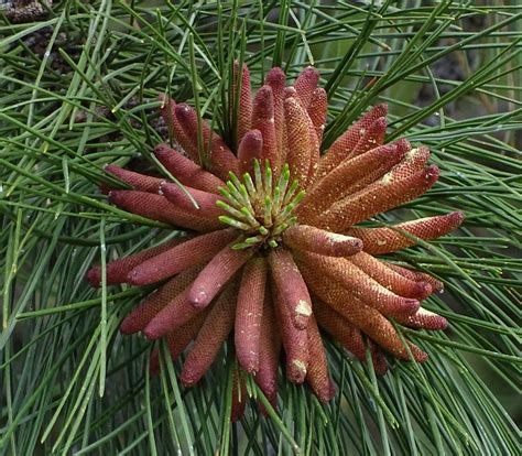 Ponderosa Pine Male Cones Pinus Ponderosa Ponderosa Pine Flickr