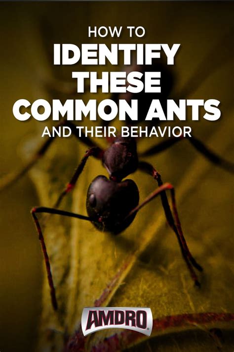 Identifying Common Ants And Their Behavior Infographic Ants Ant