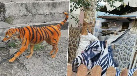 Hei guys , looking for what you should get from. Stray Dog Painted To Look Like Tiger in Malaysia Sparks ...