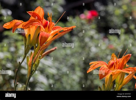 Asian Lilies Hi Res Stock Photography And Images Alamy