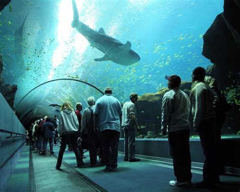 See pictures and our review of georgia aquarium. Reopening America: Georgia Aquarium - Baseball, Books, & Travel