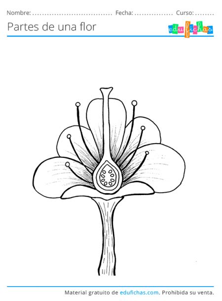 🥇 Partes de Una Flor. Ficha con los Nombres y Ejercicios. PDF GRATIS.