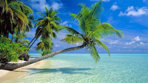 Download Wallpaper 1366x768 Coconut Trees Beach Hd Background