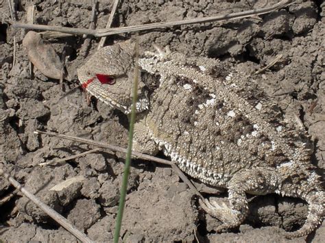 Best Time For Blood Shooting Lizards Phrynosoma In Arizona 2024