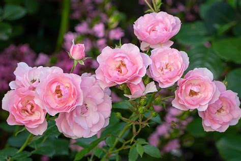 Get To Know Meilland International And Some Of Their Best Roses