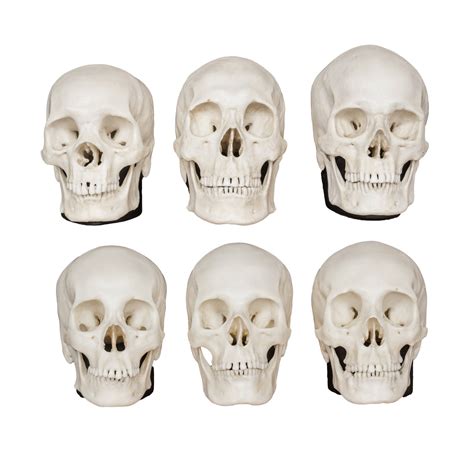 Replica Half Scale Human Male And Female Skull Set African Asian And
