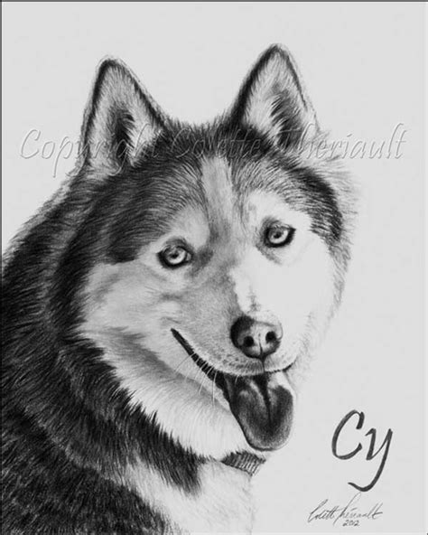 Siberian Husky Dog Portrait In Pencil Drawing By Sudbury Award Winning