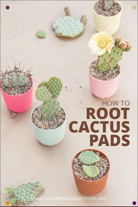 Here in florida there are several kinds of edible cactus. See How To Grow Cactus From Individual Pads in 2020 | How ...