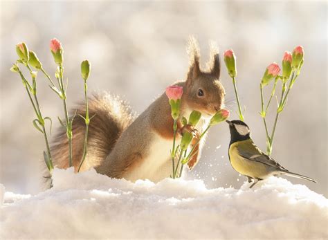 Download Flower Snow Squirrel Bird Titmouse Animal Cute Hd Wallpaper