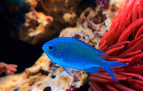 19 Most Beautiful And Peaceful Reef Safe Fish For Marine Aquarium