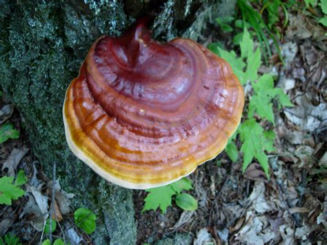 Growing On A Stump Wi Mushroom Hunting And