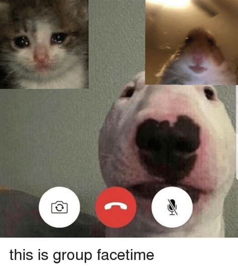 Animals On Facetime Meme New Wallpapers Free Download