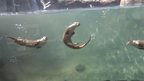 Milwaukee County Zoo Otters Swimming Youtube
