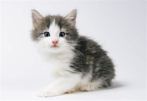 Norwegian Forest Cat Breed Profile Characteristics And Care