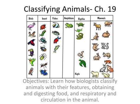 PPT - Classifying Animals- Ch. 19 PowerPoint Presentation, free ...