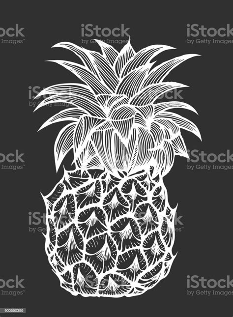 Vector Hand Drawn Pineapple Stock Illustration Download Image Now