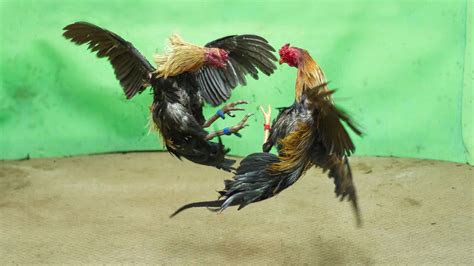Rooster Kills Man During Banned Cockfight Cops Balthazar Korab