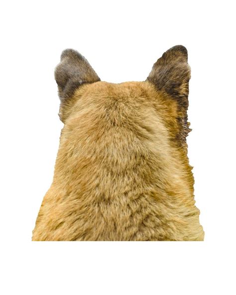 141 Back German Shepherd View Stock Photos Free And Royalty Free Stock