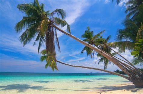 Palm Tree Screensaver ~ Summer Tropical Palm Bora Beach Nature Landscape Polynesia Trees