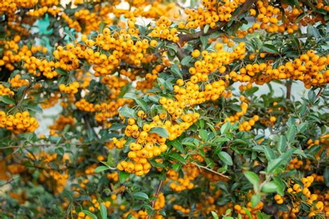 Pyracantha Yellow Berries On The Branches Firethorn Pyracantha