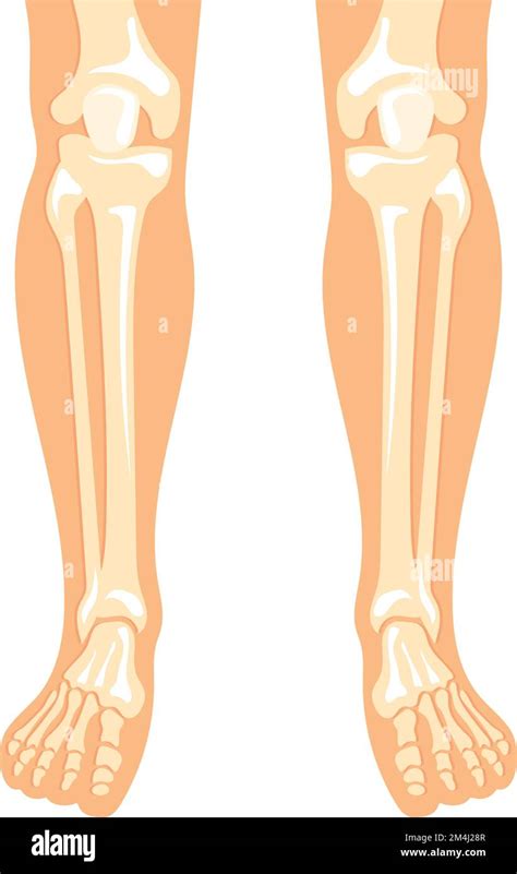 Anatomía De Las Piernas Humanas Ilustración Médica De Estructura ósea