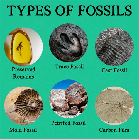 Fossil Record Timeline