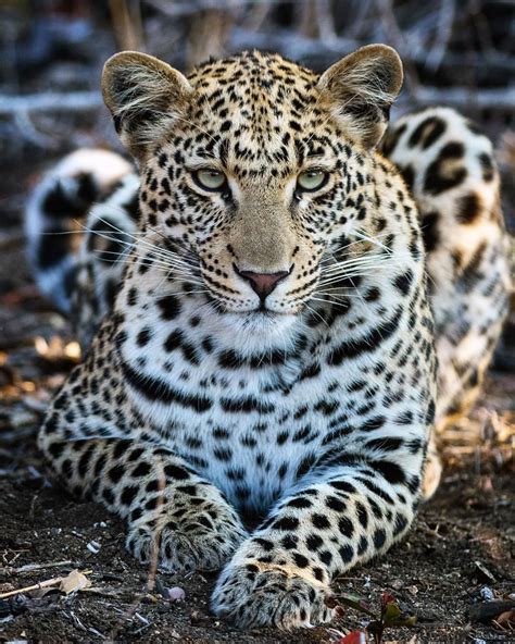 A Young Female Leopard In Almost Perfect Condition South Africa