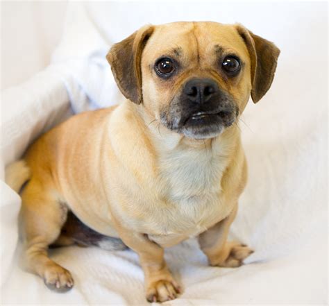 Shelter Dogs Of Portland Muggle A Friendly And Lively Puggle