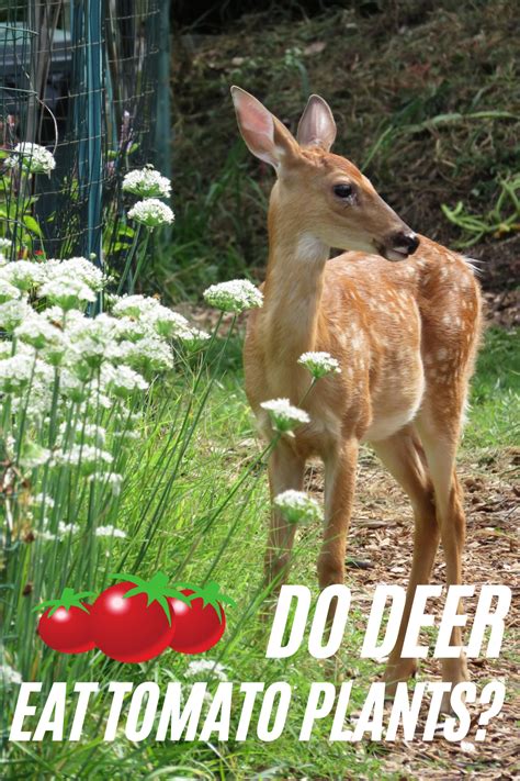 Plants that keep deer away. Do Deer Eat Tomato Plants? | Peak Yard in 2020 | Tomato ...