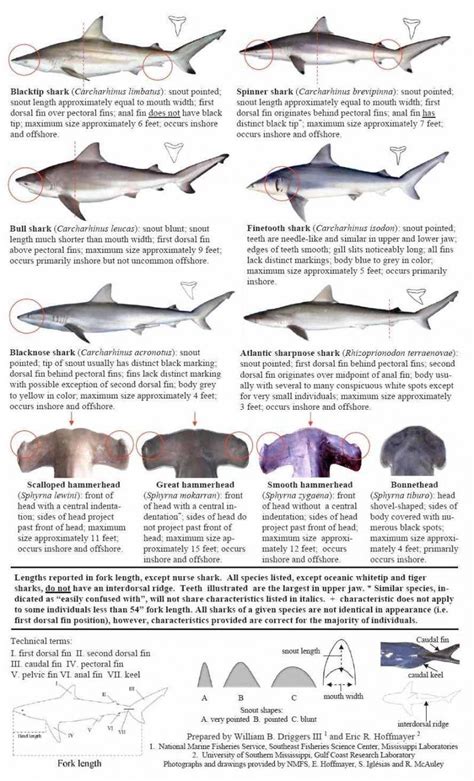 Shark Identification 2coolfishing