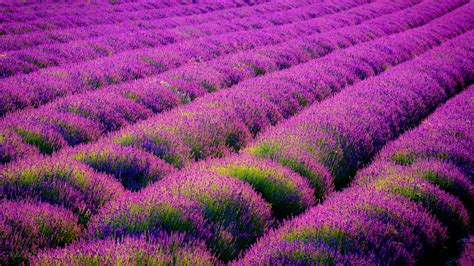 Lavender Fields Desktop Wallpaper Wallpapersafari