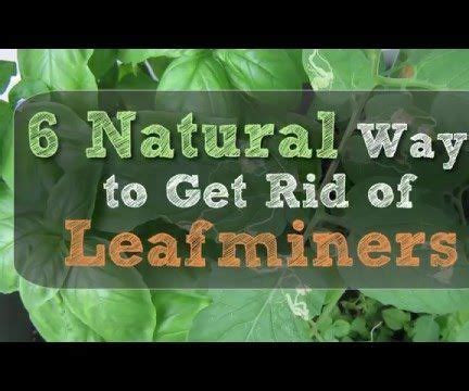 This pest is especially troublesome in citrus nurseries. 6 Natural Ways to Get Rid of Leafminers | Pest control ...