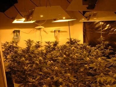 However, if you're looking to start growing marijuana plants indoors, you need to choose the right. Indoor Marijuana Lighting- MH and HPS