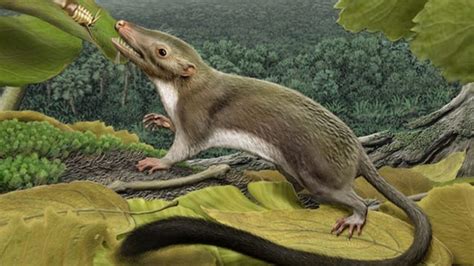 New Study Of Mammalian Evolution Reveals One Of Our Earliest Ancestors