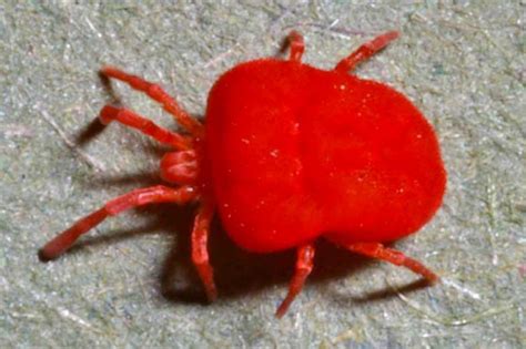Small Red Bugs Offer Discounts Save 66 Jlcatjgobmx