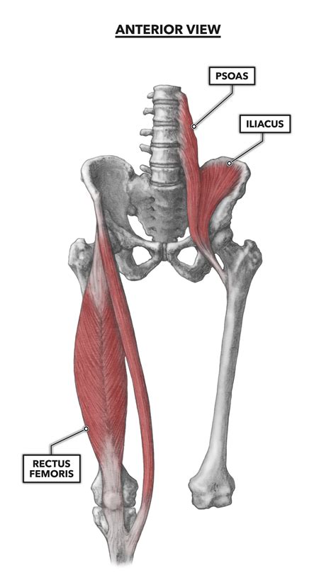 Anatomy Of Hips And Pelvis