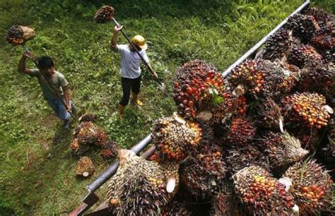 Indonesian Farmers Palm Oil Perspectives