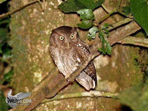 These calls are often given in a volley fashion between male and female owls and may be part of a mating or location ritual. Vermiculated Screech-Owl - Owling.com