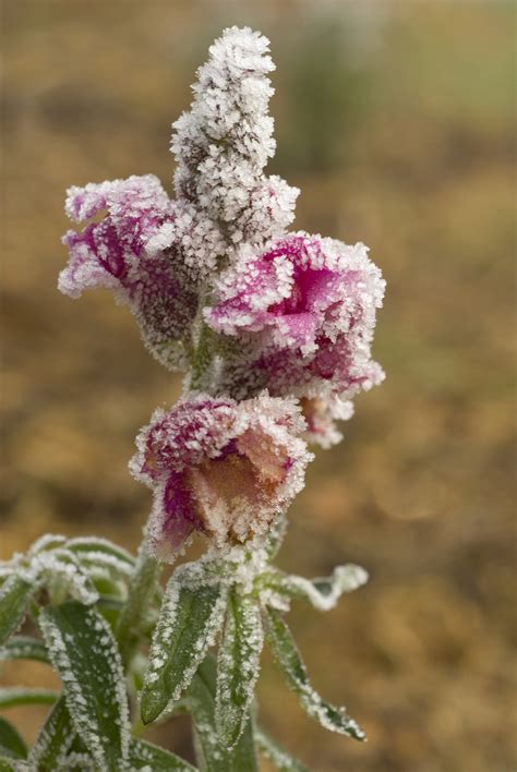 Check spelling or type a new query. Can Snapdragons Survive Winter: Preparing Snapdragon ...