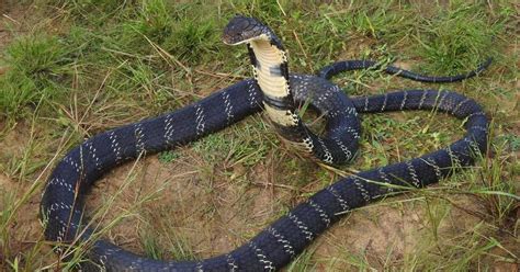 Dad Uses Deadly Cobra To Kill Wife And Daughter 2 As They Slept