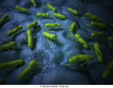 Salmonella Salmonella Wikidoc Enterica Is The Type Species And Is