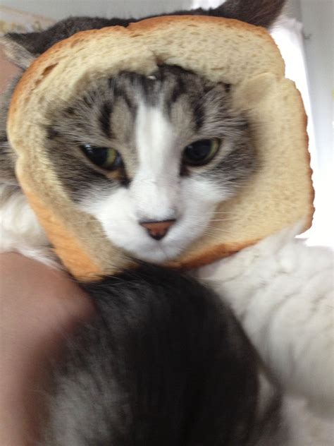 Cat In Bread Cats Animals Funny