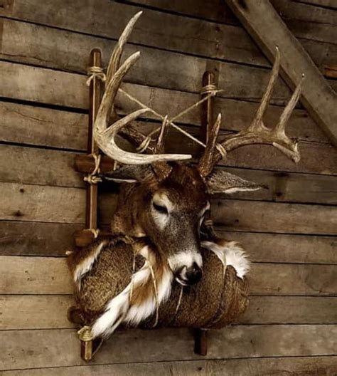 7 Interesting Deer Head Mounts